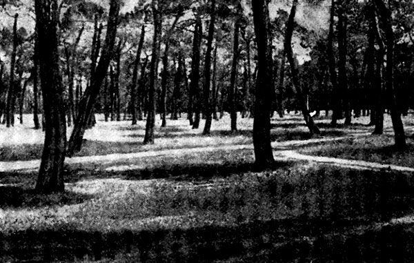 Насаждения сосны в районе города Сеговия. Испания 1966 г.