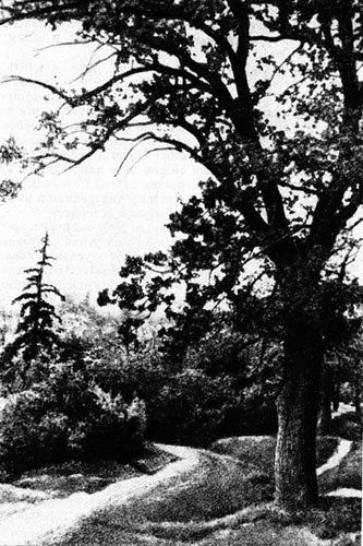 Тарасов дуб в одном из парков Полтавы, посажен в 1861 г. Фото В.М. Присяжнюка.