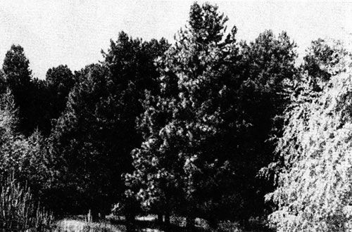 Кедровая роща, заложеная в 1882 г. Поволжское лесничество Ивановской обл. 1965 г. Фото лесничества.