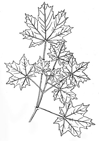 Клен остролистный - ветвь с листьями