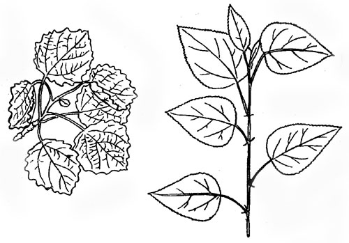 Разнолистность у осины: ветвь взрослого дерева (слева) и корневой отпрыск (справа)