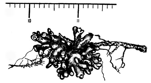 Коралловидные клубеньки на корне серой ольхи