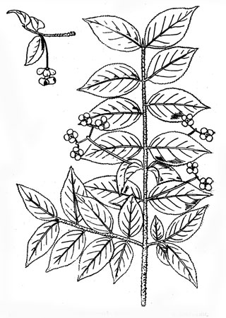 Бересклет бородавчатый: ветвь с листьями и цветками, плод