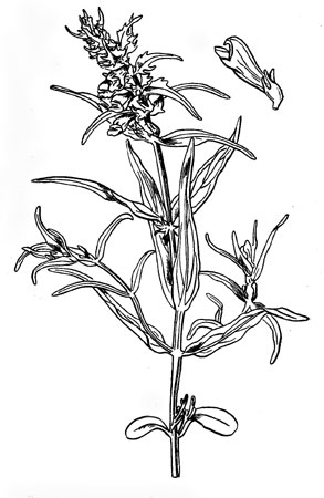 Марьянник луговой: общий вид растения, цветок