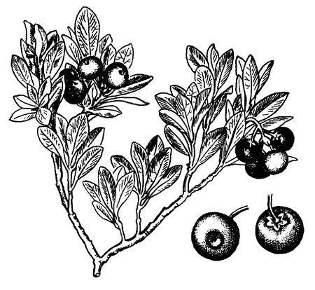 Толокнянка: ветви с листьями и ягодами, ягода