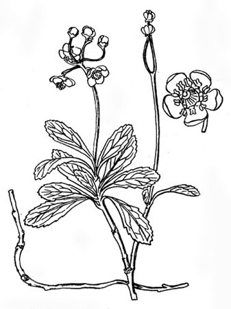 Зимолюбка: общий вид растения, цветок