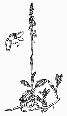 Гудьера: общий вид растения, цветок в разрезе