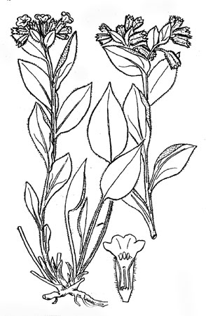 Медуница: общий вид цветущего растения весной, цветок в разрезе