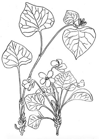 Фиалка удивительная - вид растения весной и летом