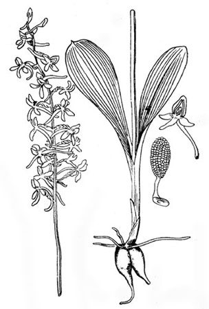 Любка двулистная: вид цветущего растения, цветок, поллинарий при сильном увеличении