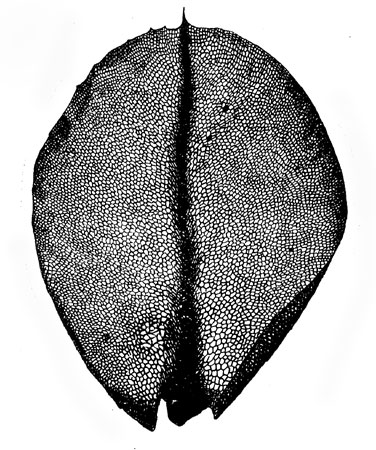 Лист мха мниум - вид под микроскопом