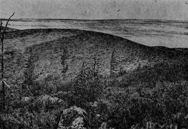 Рис. 16. Стланиковый лес из кедрового стланика на Верхоянском хребте