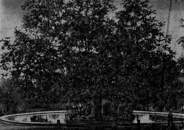 Рис. 40. Мощное дерево грецкого ореха в Пятигорске