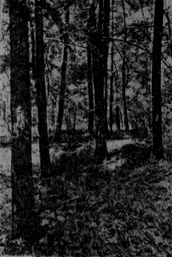 Рис. 59. Липовый лес в Подмосковье 