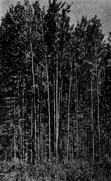 Рис. 67. Осиново-березовый лес со 2-м ярусом ели. Фото автора