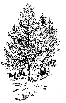 Лиственница - единственное хвойное дерево, сбрасывающее на зиму свою хвою