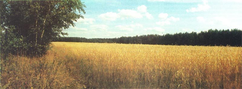 Поля пшеницы под защитой лесных полос.