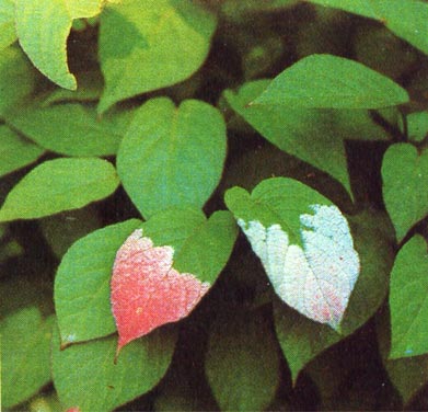 Актинидия коломикта. Листья с малиновой окраской.