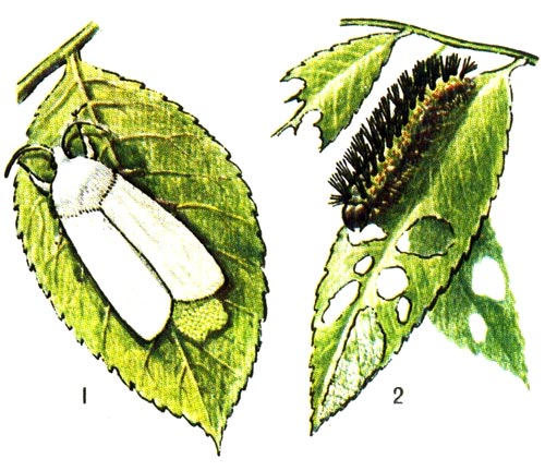 Американская белая бабочка: 1 - бабочка, откладывающая яйца, 2 - гусеница и повреждённые ею листья.