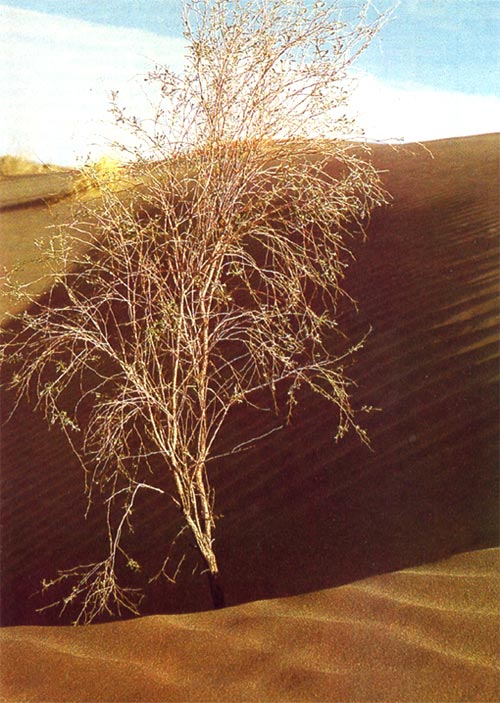 Аммодендрон (песчаная акация).