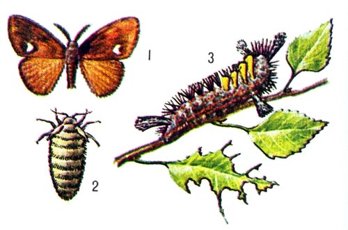 Античная волнянка: 1 - самец; 2 - самка, 3 - гусеница и повредённые ею листья.