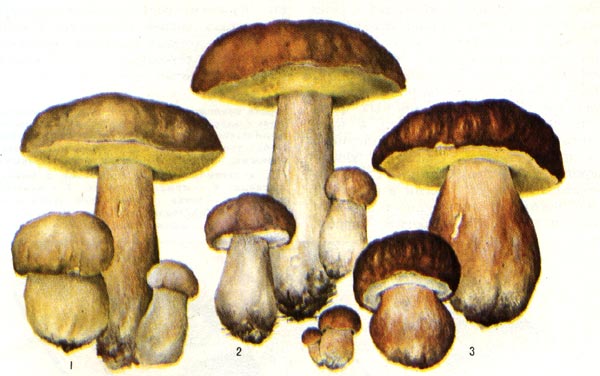 Белый гриб: 1 - дубовая форма, 2 - еловая форма, 3 - сосновая форма.