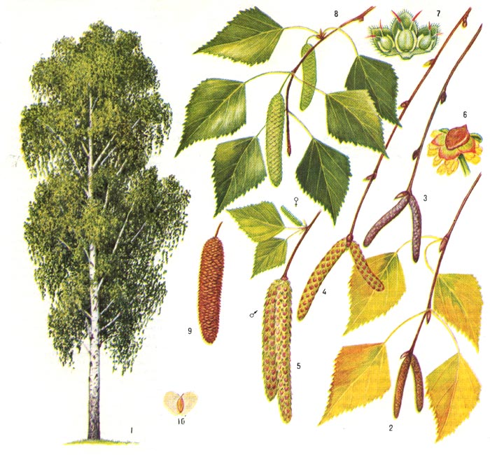 фото дерева берёза