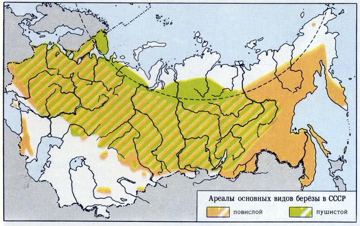 Ареал основных видов берёзы в СССР.