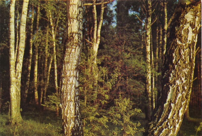 Перестойный берёзовый лес
