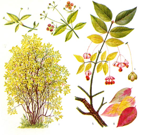 Бересклет бородавчатый: 1 - общий вид, 2 - побег с бутонами, 3 - цветущая ветвь, 4 - несозревший плод, 5 - ветвь со зрелыми плодами, 6 - осенние листья.