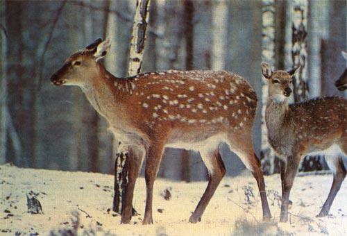 Благородные олени в зимнем лесу.