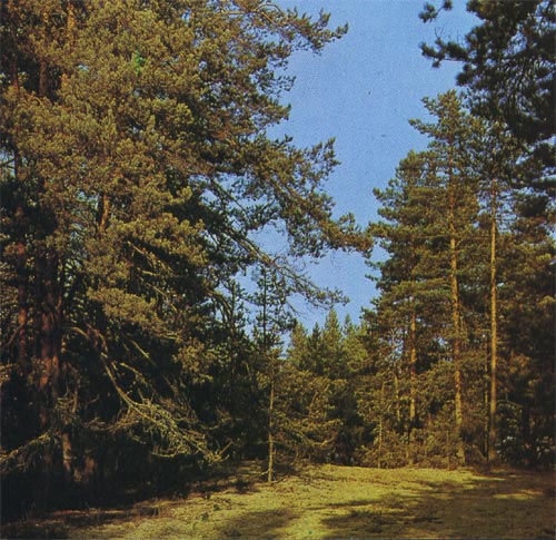 Сосновый лес.