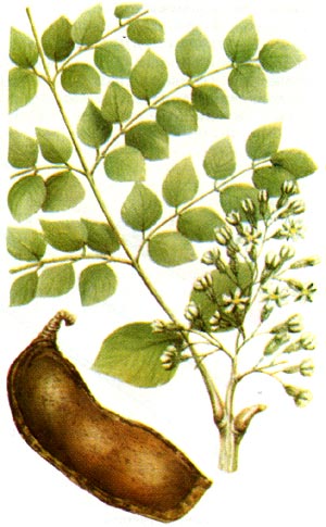 Бундук двудомный: часть листа с соцветиями тычиночных цветков и плод.
