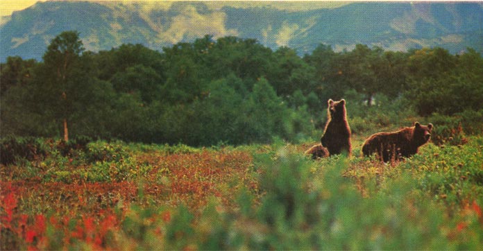Семья бурых медведей.