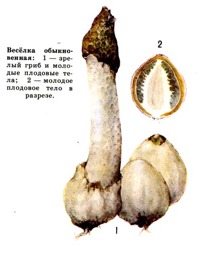 Весёлка обыкновенная. 1 - зрелый гриб, 2 - молодое плодовое тело в разрезе.