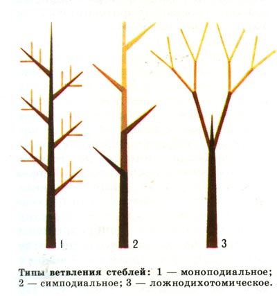 Типы ветвления стеблей. 1- моноподиальное, 2 - симподиальное, 3 - ложнодихотомическое.