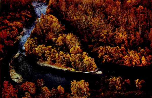 Водоохранные леса на реке Быстрая (Камчатка).
