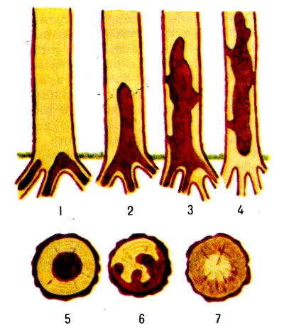 Типы гнилей по расположению в дереве. 1 - корневая, 2 - кормлевая, 3-4 - стволовая, 5 - центральная (сердцевинная), 6 - смешанная, 7 - периферическая.