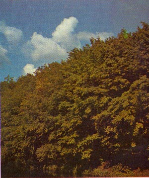 2. Почвозащитный грабовый лес на склоне (УССР).