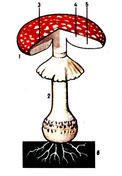 Схема строения плодового тела гриба: 1 - шляпка, 2 - ножка, 3 - покровный слой (кожица, кутикула) шляпки, 4 - мякоть, 5 - пластинчатый гименофор, 6 - мицелий.