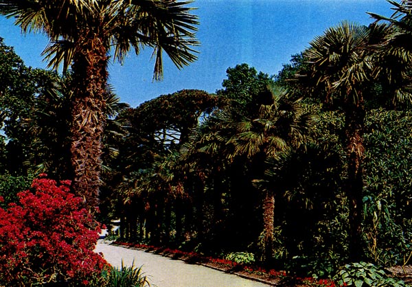 Никитский ботанический сад (пальмы).