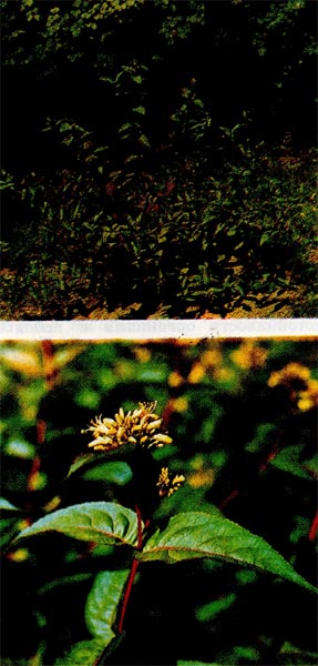 Диервилла жимолостная: общий вид (вверху) и соцветие (внизу).