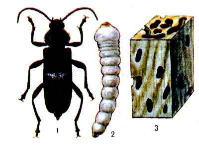 Домовый чёрный усач: 1 - жук, 2 - личинка, 3 - поврждённая древесина.