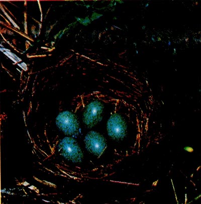 Гнездо чёрного дрозда с яйцами.
