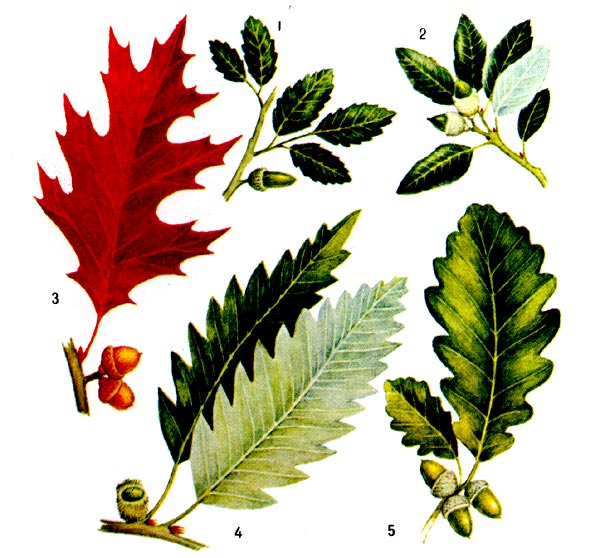 Листья и жёлуди различных видов дуба. Вечнозелёные. 1 - пробковый, 2 - каменный. Листопадные 3 - красный (осенняя окраска), 4 - каштанолистный, 5 - грузинский. 