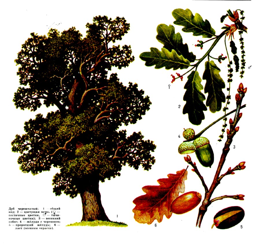 Дуб черешчатый. 1 - общий вид, 2 - цветущая ветвьб 3 - весенний побегб 4 - жёлуди с черешком, 5 - пропосший жёлудь, 6 - лист (осенняя окраска).