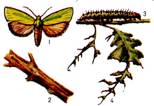 Дубовая зелёная листовёртка. 1 - бабочка (самка), 2 - кладка яиц, 3 - гусеница, 4 - повреждённые листья.