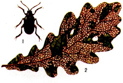 Дубовый блошак: 1 - жук, 2 - повреждённый лист дуба.