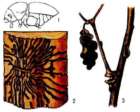 Дубовый заболонник. 1 - жук, 2 - маточный и личиночные ходы, 3 - побег, повреждённый жуком при дополнительном питании.