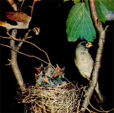 Малые черноголовые дубоносы у гнезда с птенцами.